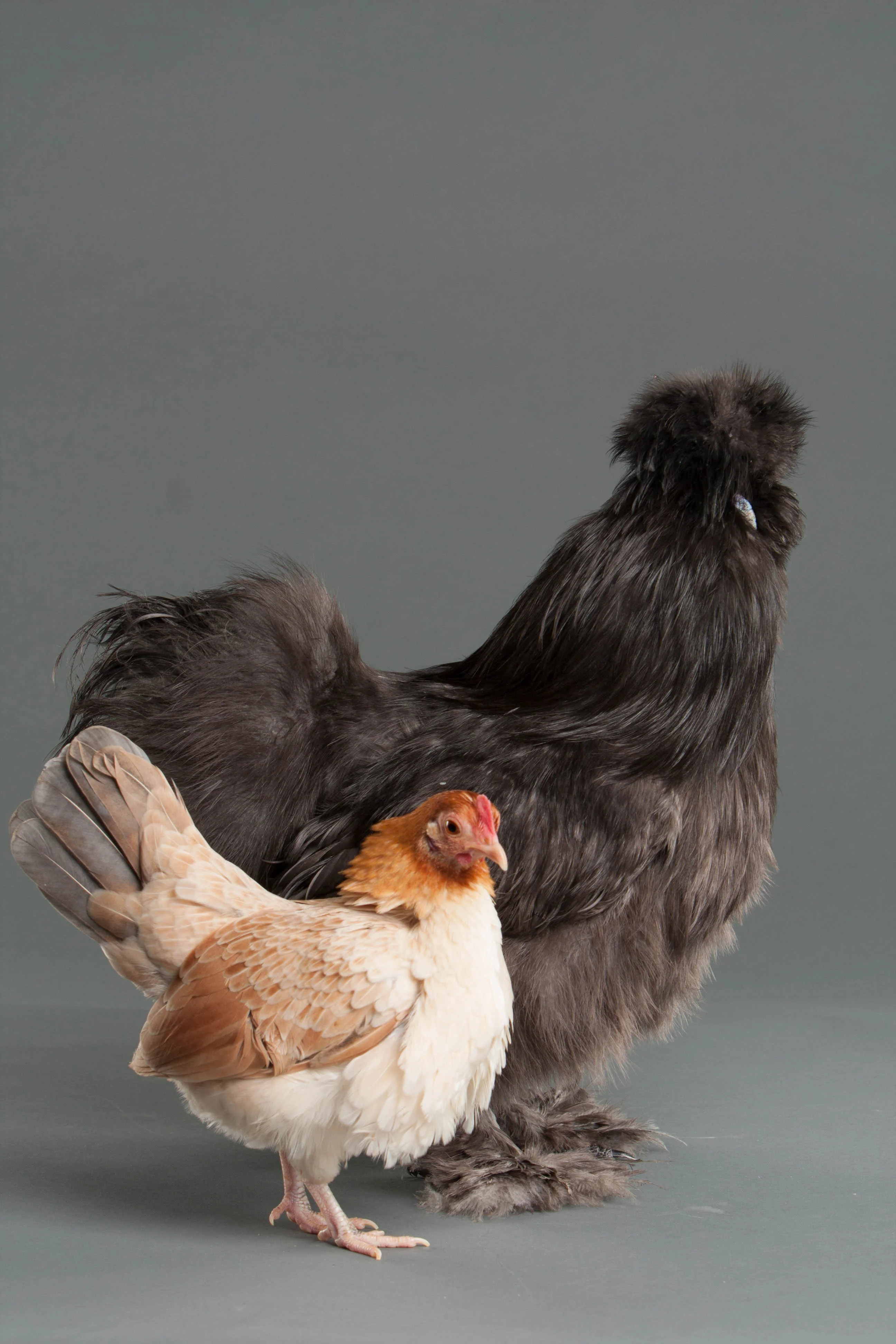 Image of a small brown Bantam chicken against a background of a large black Silkie chicken.