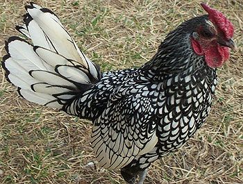A white sebright bantam rooster