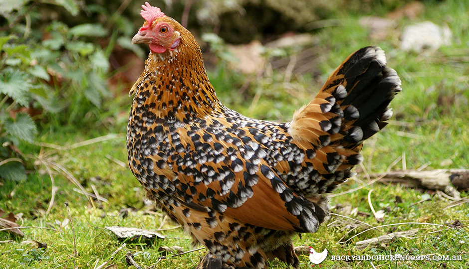 A golden sebright bantam hen