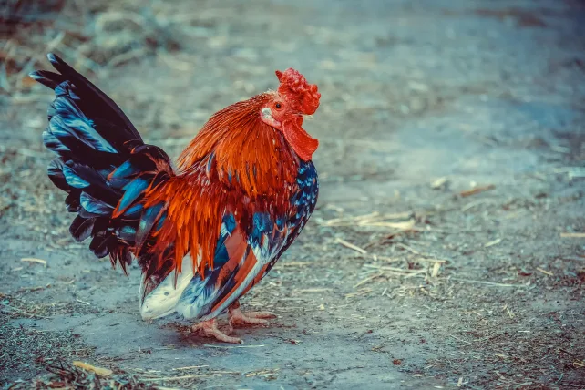 A Thai Serama rooster with red, white, and blue coloration