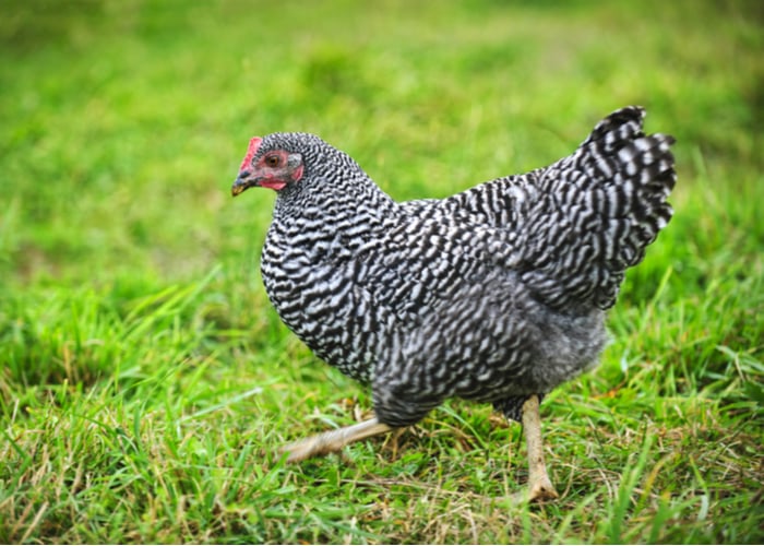 A barred rock bantam hen