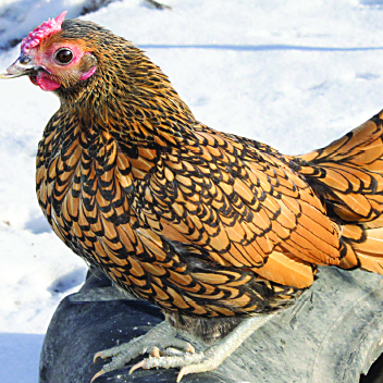 A smaller golden sebright bantam hen with large eyes