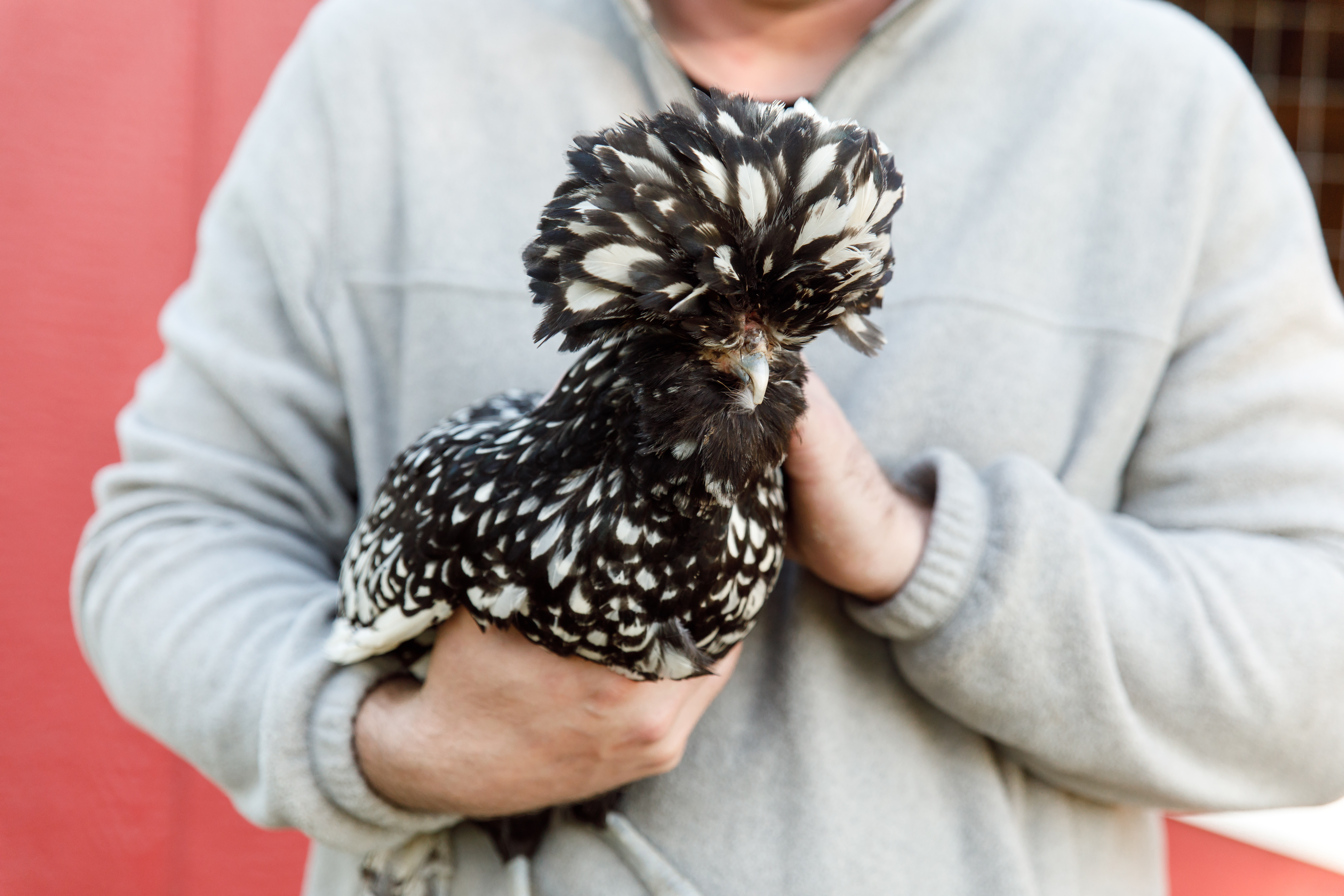 A hybrid polish chicken