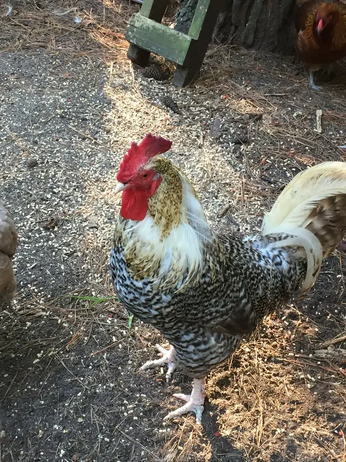 A speckled barred-rock rooster with a bright red comb and wattle