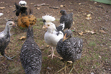 Various hybrid chickens, all of which are bantams. One is a rooster.