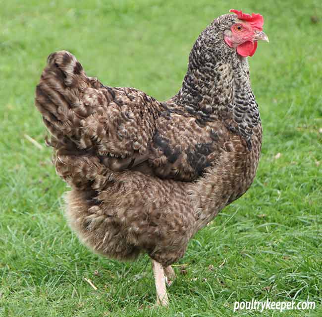 A speckled chicken hybrid