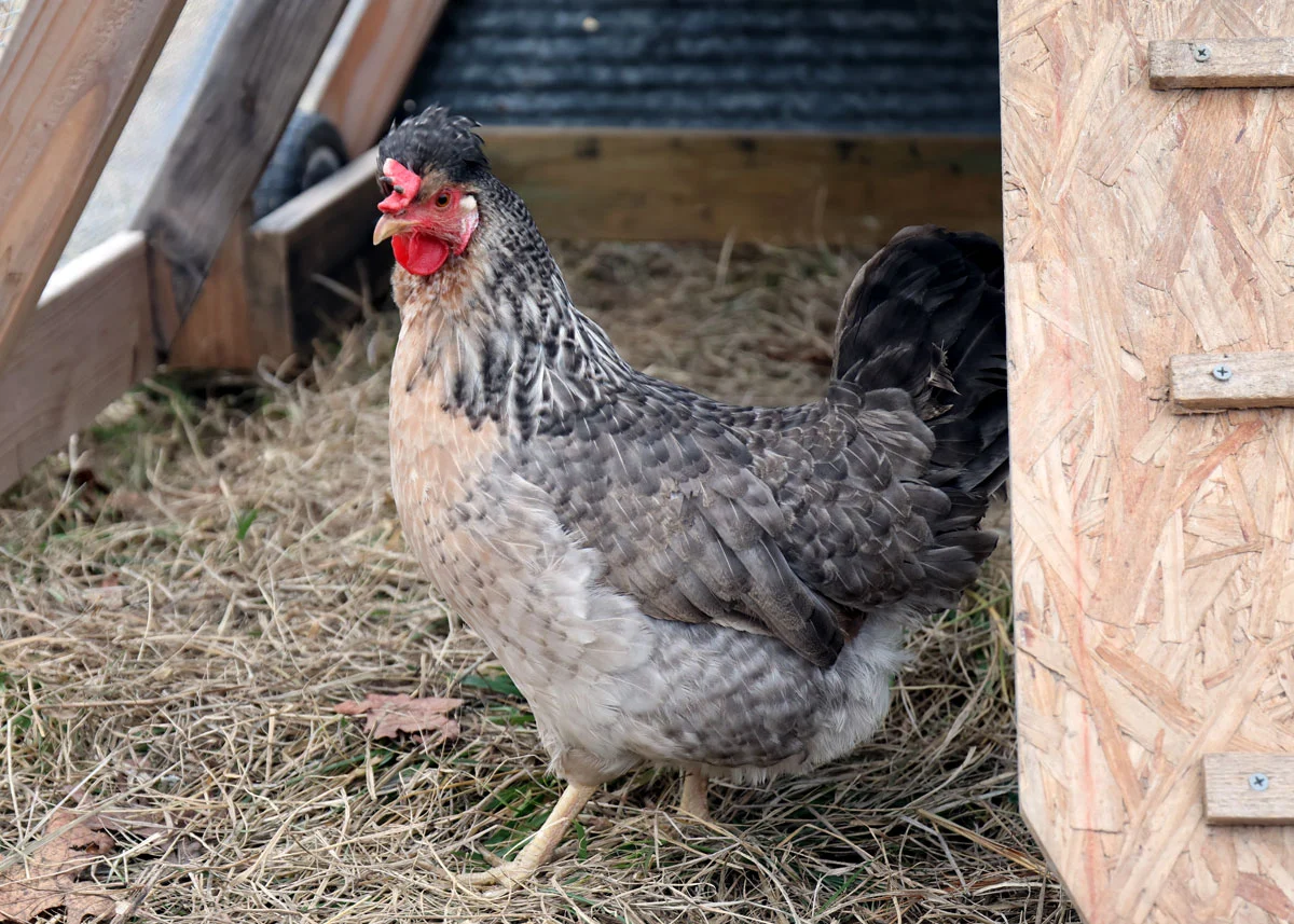 A cream-colored leghorn chicken with black tail feathers