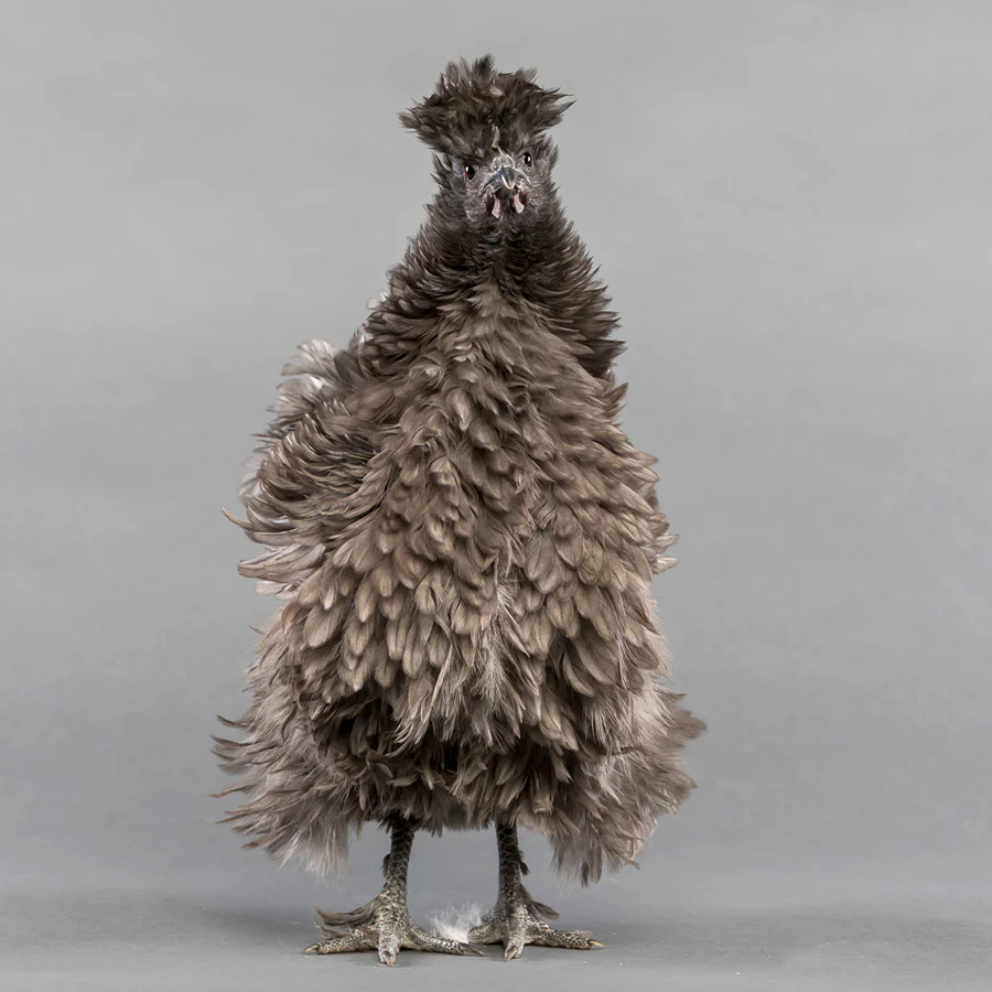 Image of a chicken, bred from multiple generations of Ameraucunas and Silkies.