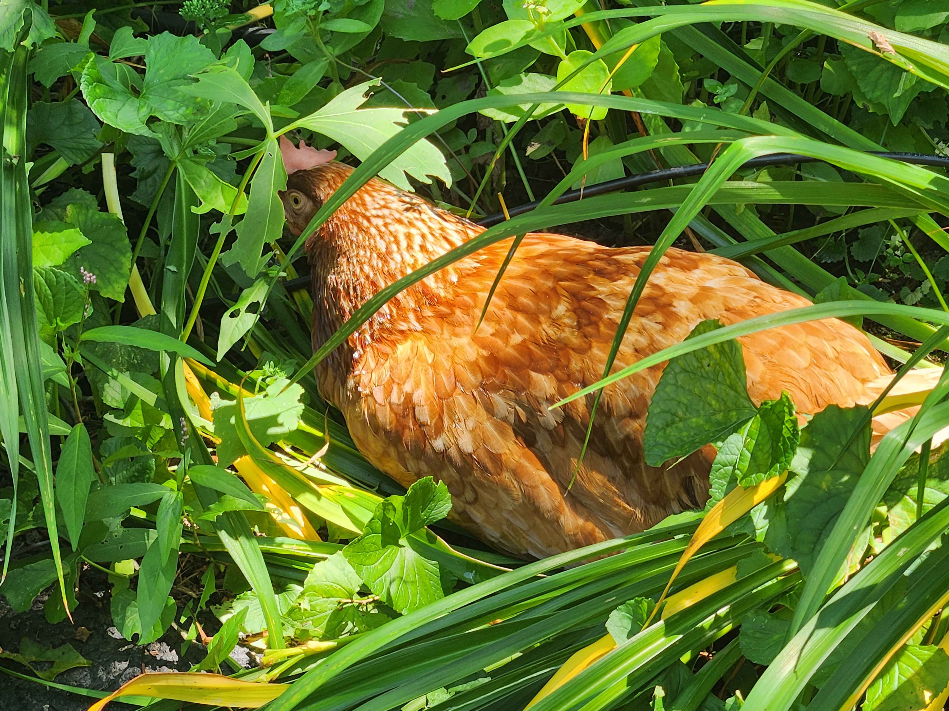 An old Rhode Island Red hiding in a bush