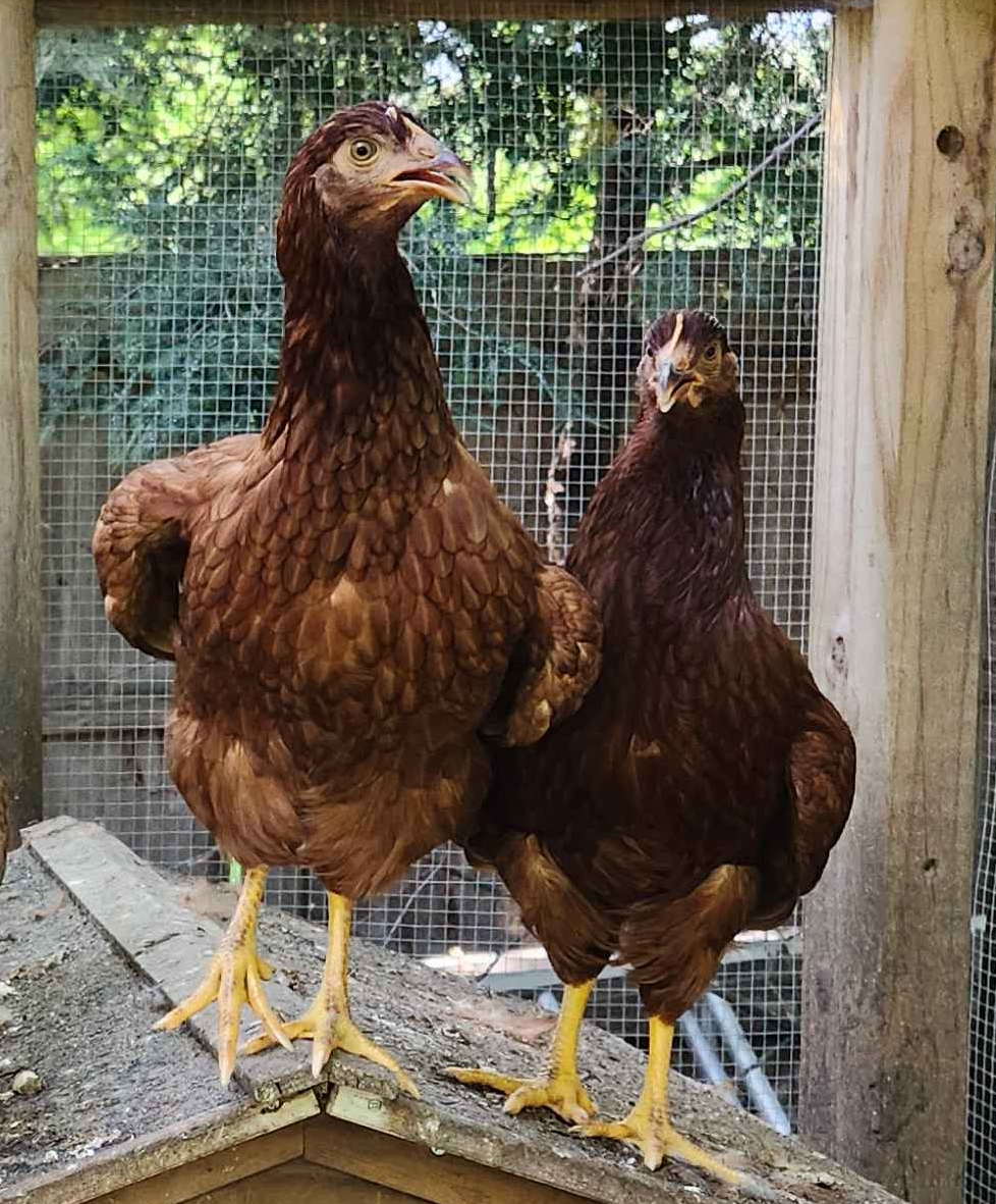 Two juvenile Rhode Island Reds that are warm and opening their wings and beaks in surprised expressions
