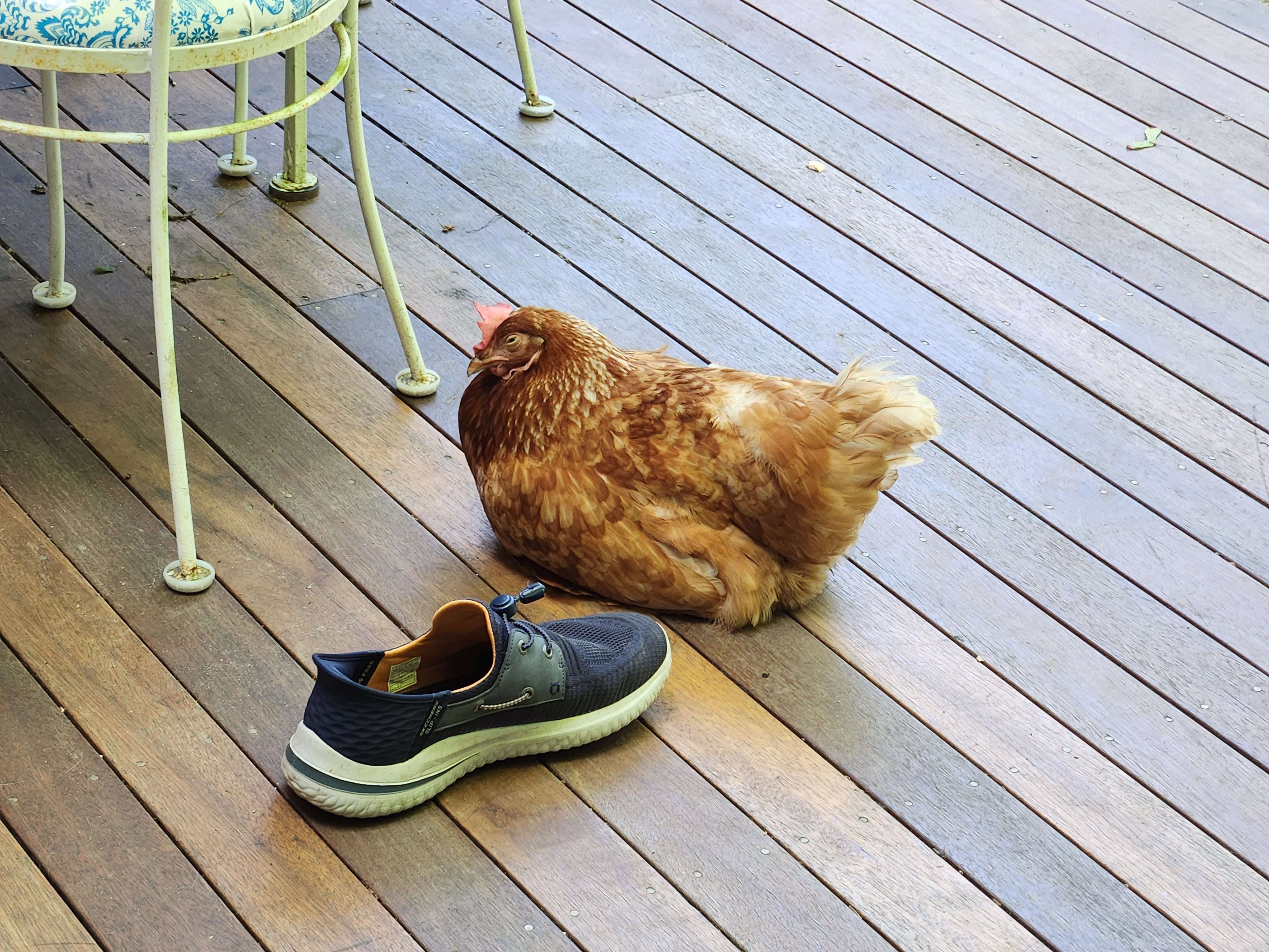 An old Rhode Island Red loafing on a deck
