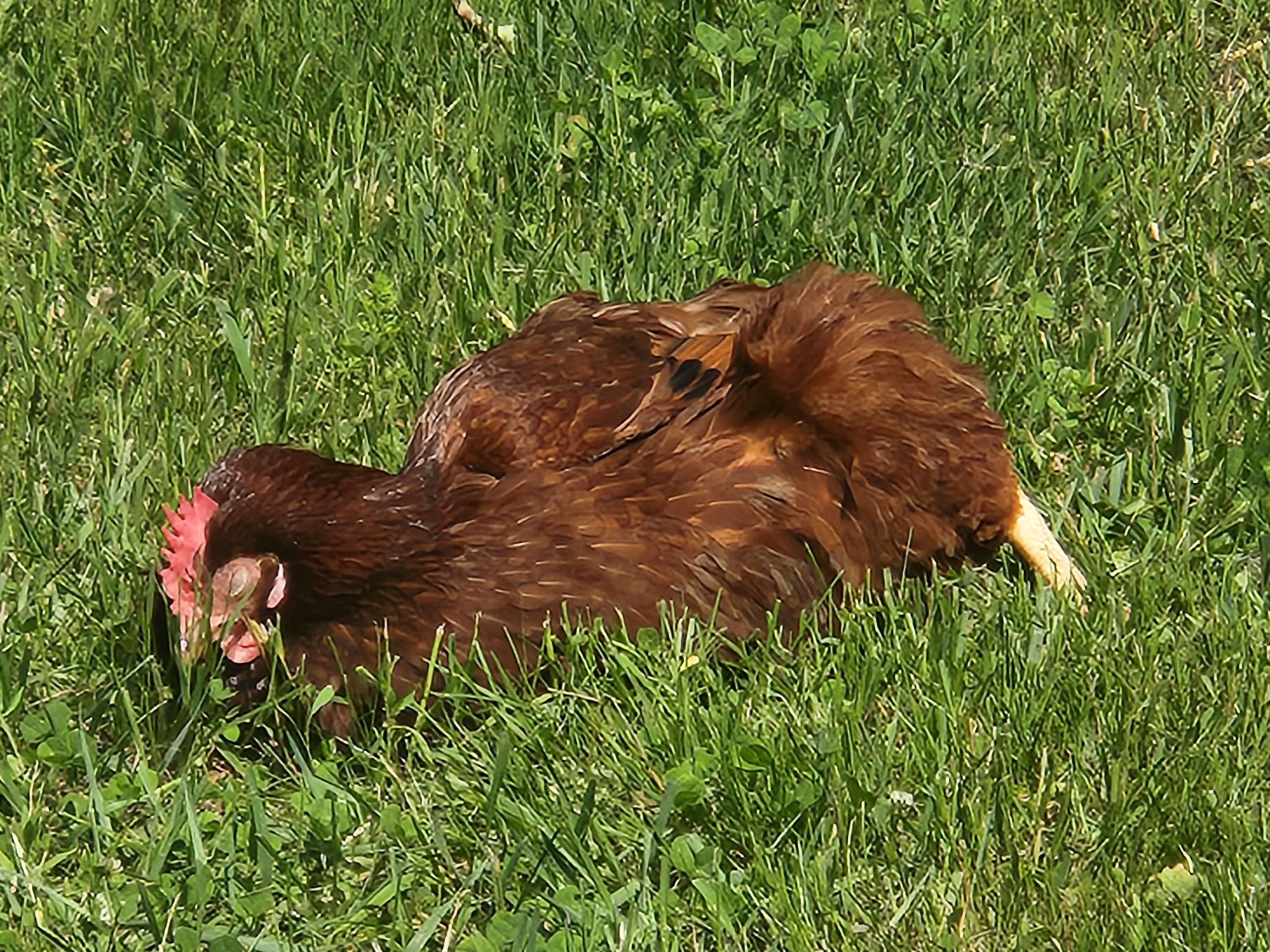 A Rhode Island Red laying in grass
