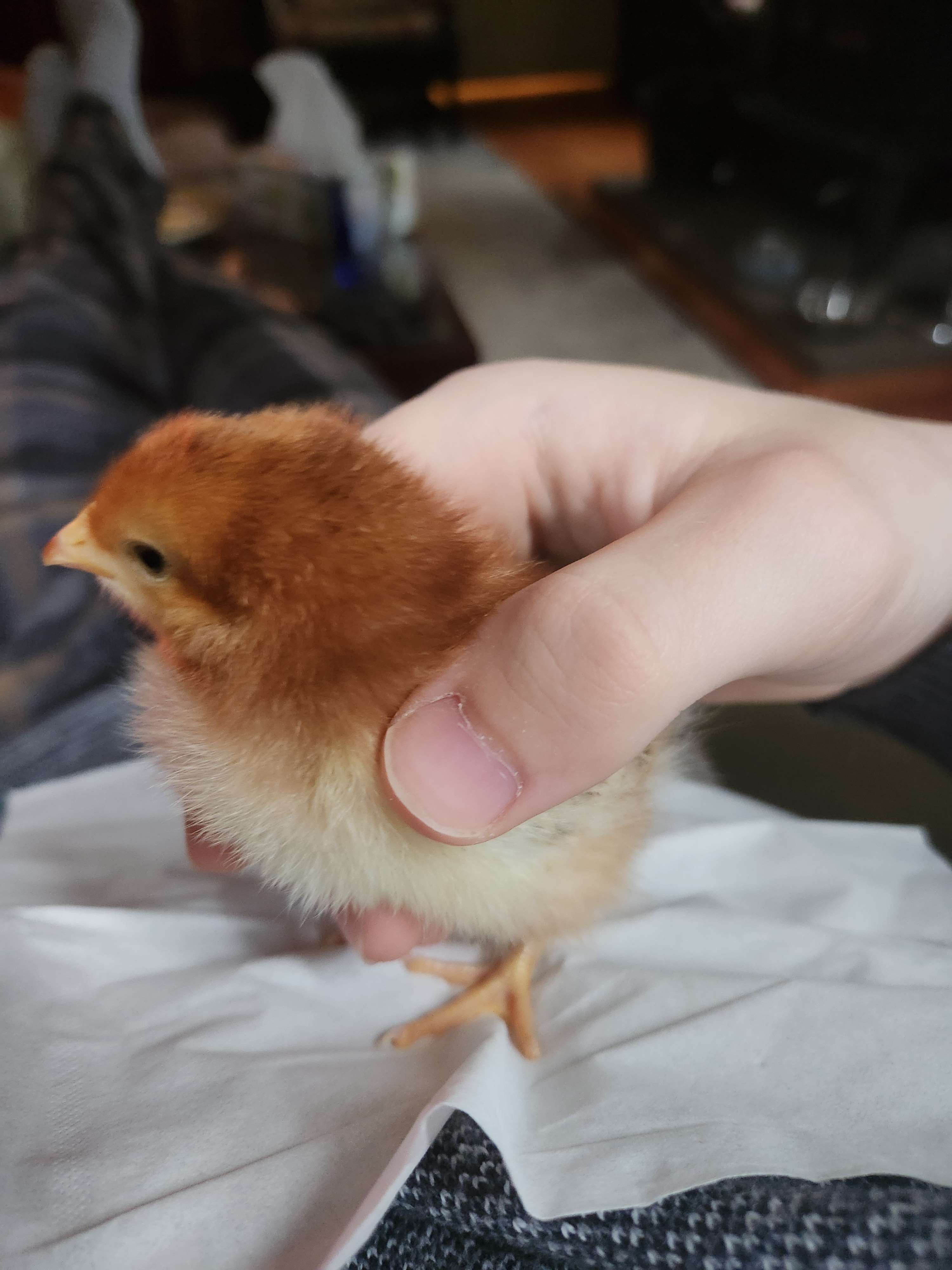 A Rhode Island Red chick held by one hand on a tissue