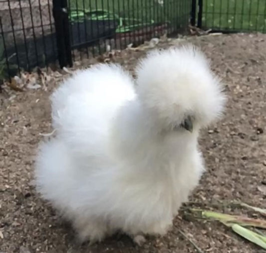 A small white silkie