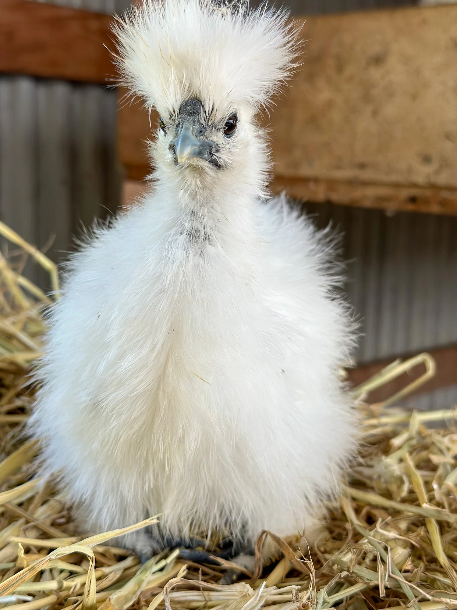 A skinny white silkie with a white-tipped beak and no feathers on its ears
