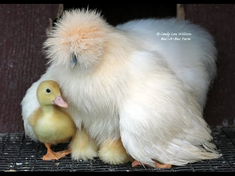 An old silkie with cream-colored head caring for ducklings.