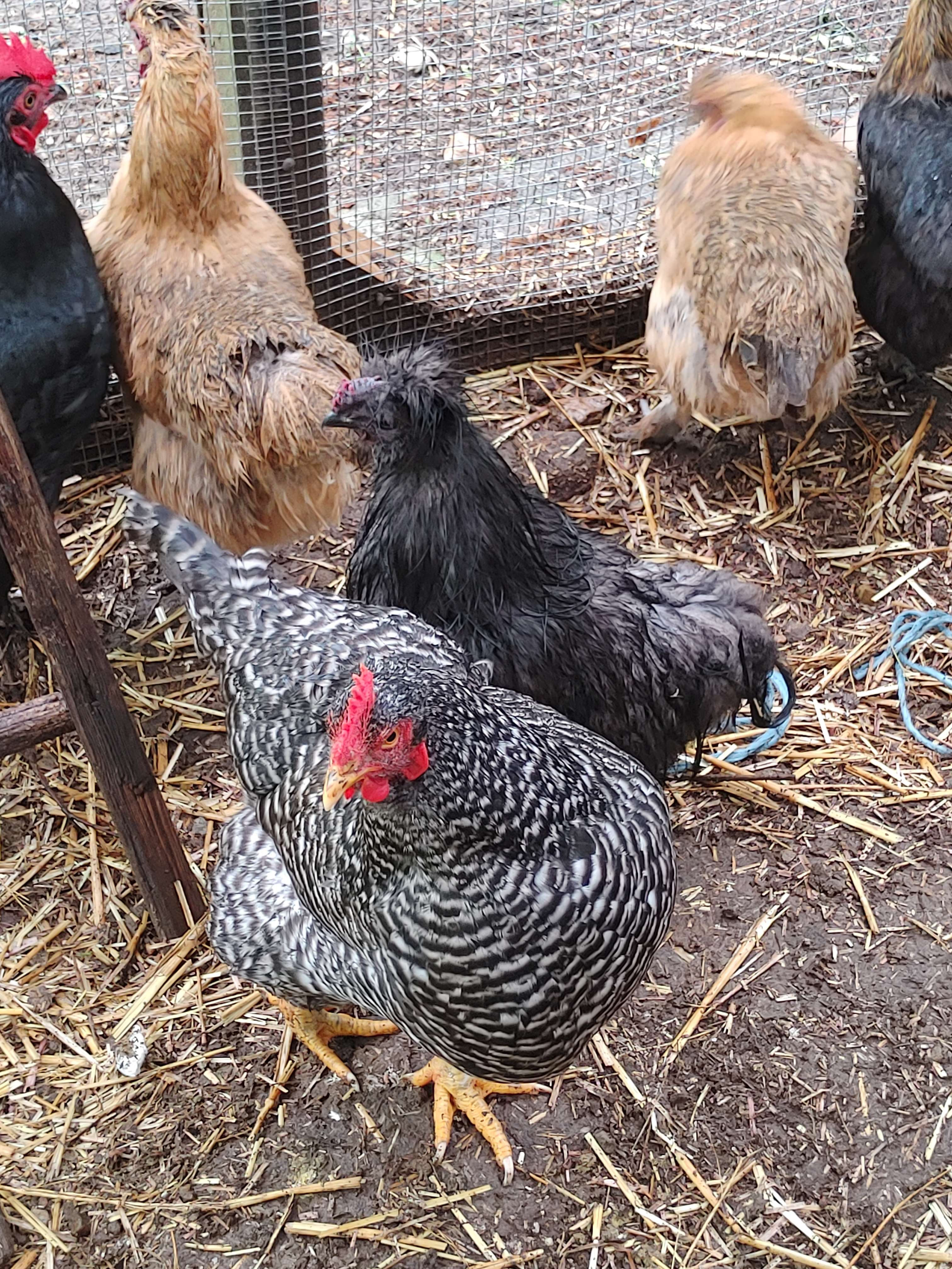 An old black silkie rooster with a purple comb and wattle. He is wet from rain and surrounded by hens.