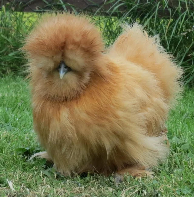A fluffy cream-colored silkie with feathers covering its head and eyes