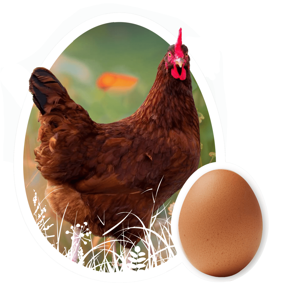 Image of a Rhode Island Red and its egg, surrounded by an egg-shaped frame and looking at the viewer.